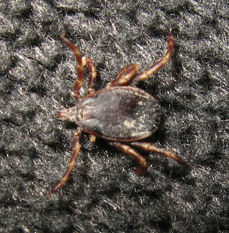 Zecca casalinga:  Hyalomma sp., maschio (Ixodidae)