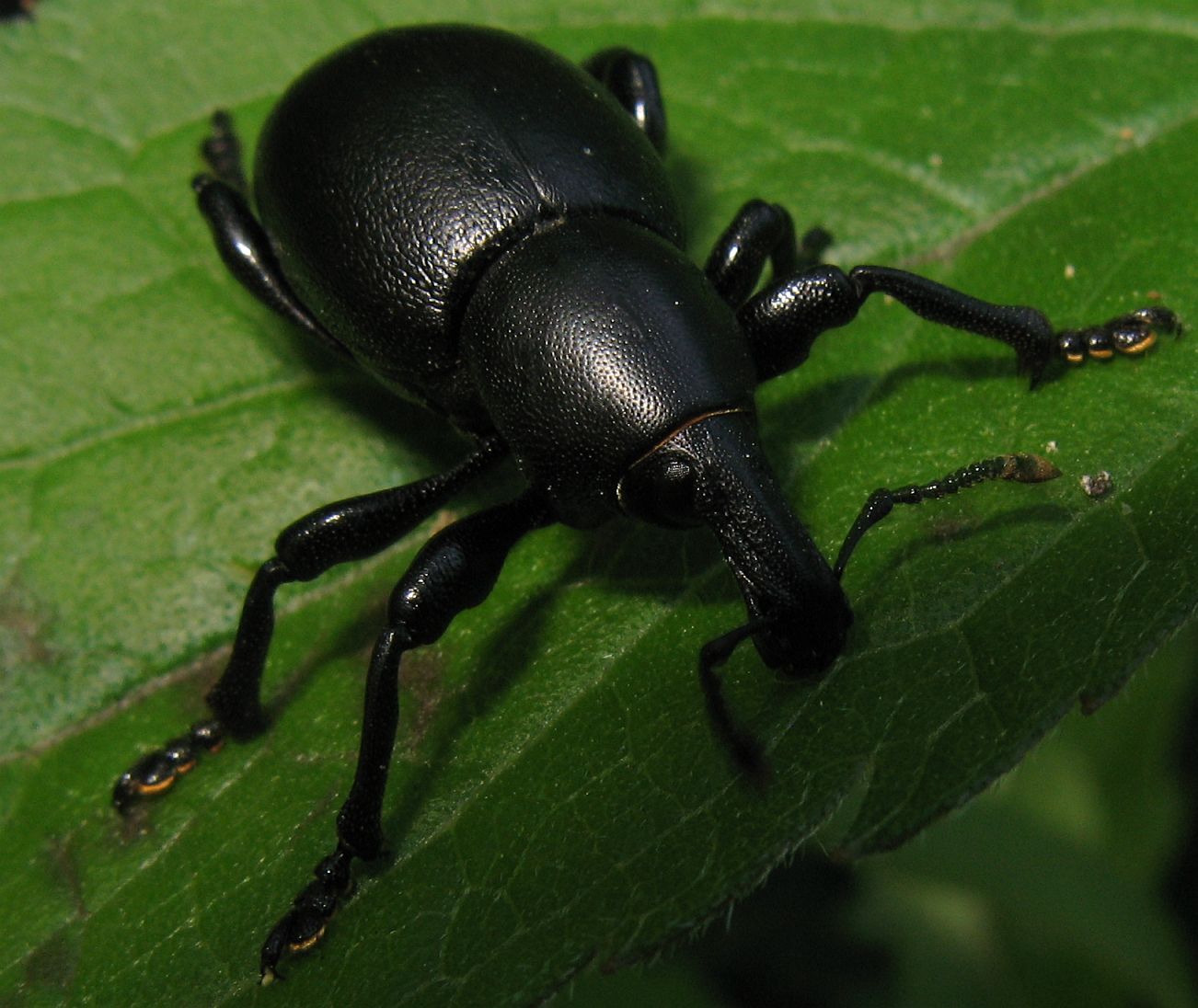 Curculionidae:  Liparus coronatus e L. dirus a confronto