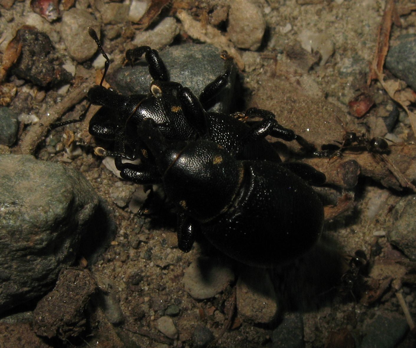 Curculionidae:  Liparus coronatus e L. dirus a confronto