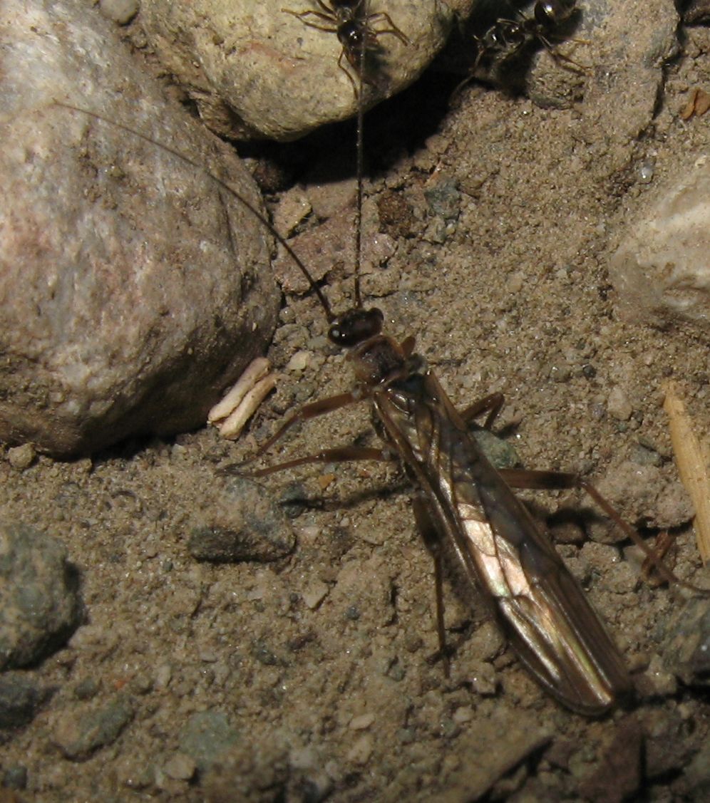 Nemouridae:  cfr.  Protonemura sp. del Passo della Raticosa (FI)