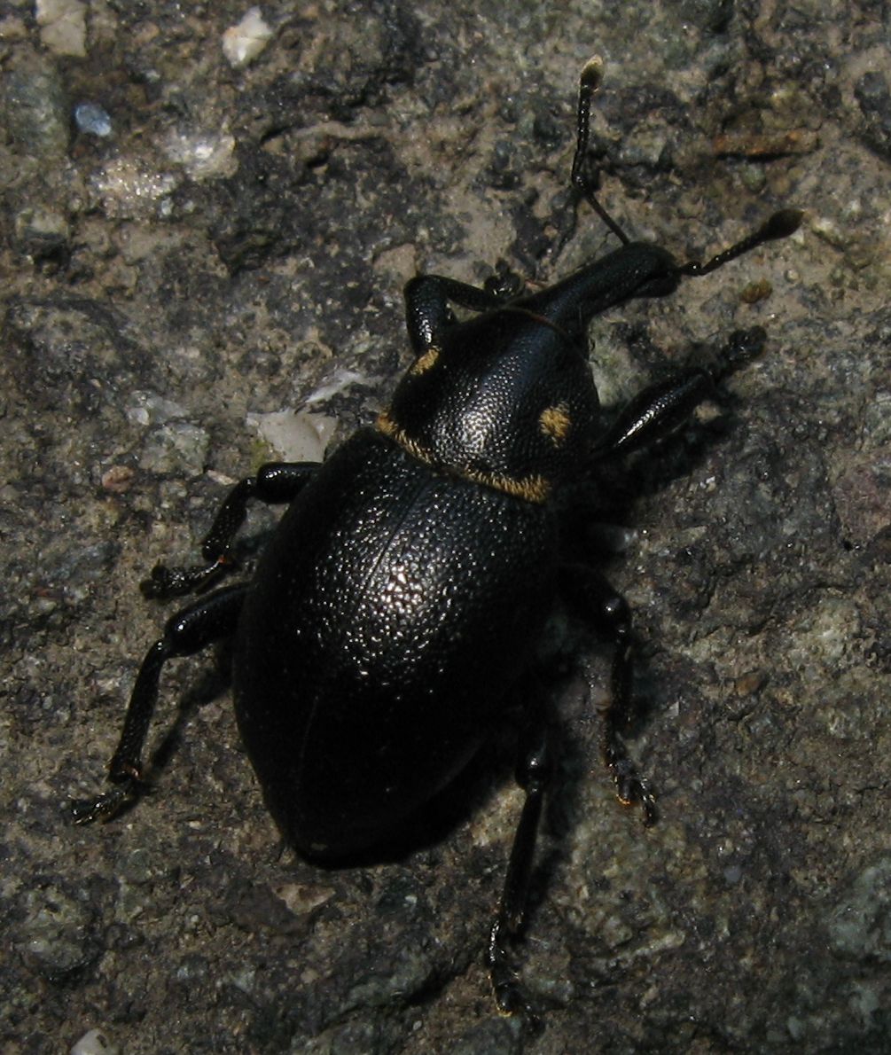 Curculionidae:  Liparus coronatus e L. dirus a confronto