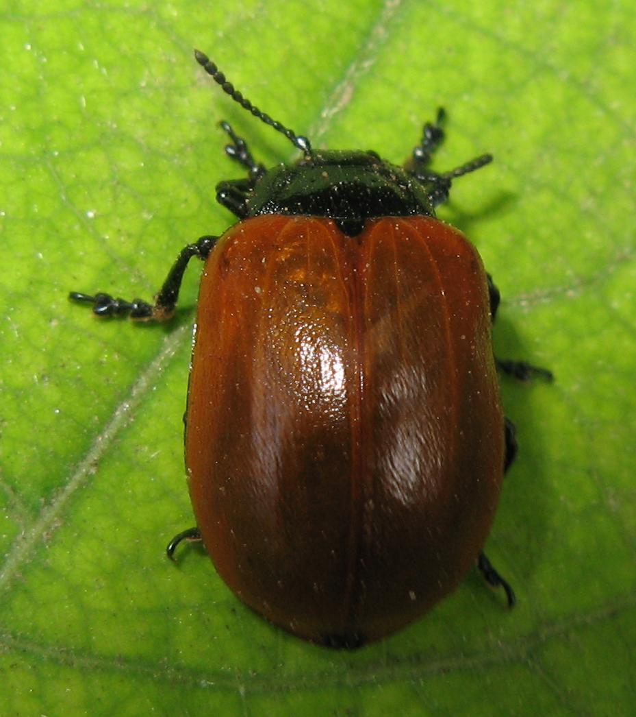 Chrysomela populi, Chrysomelidae