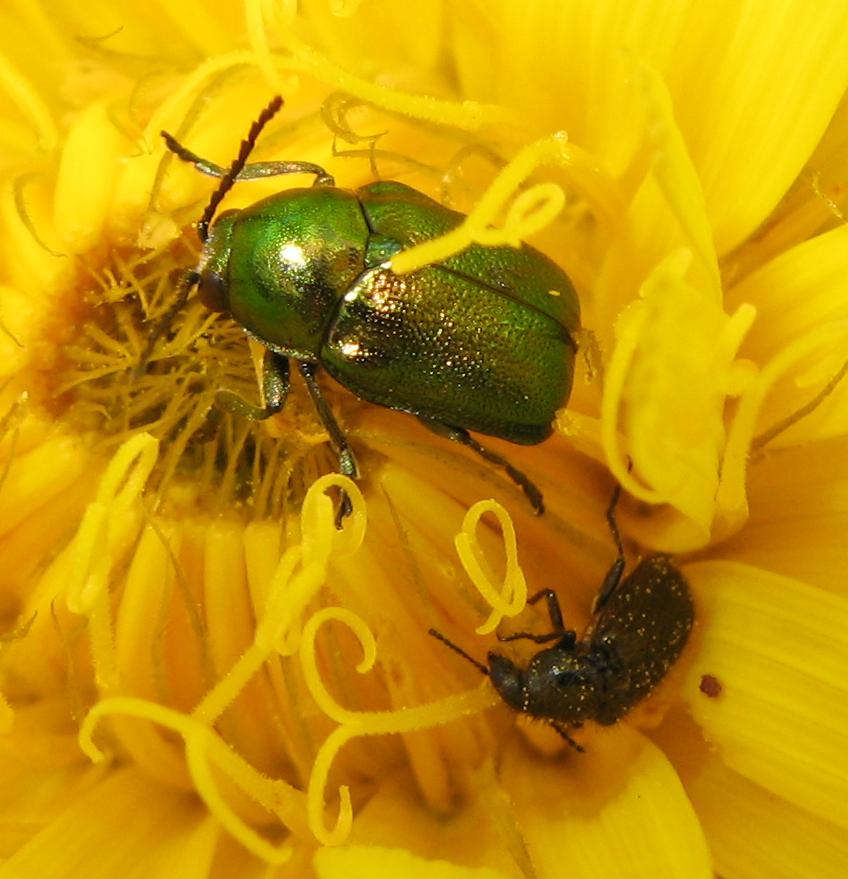 Cryptocephalus aureolus e Dasytes alpigradus (cf.)