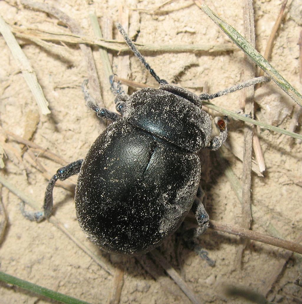 Timarcha nicaeensis, Chrysomelidae, femmina