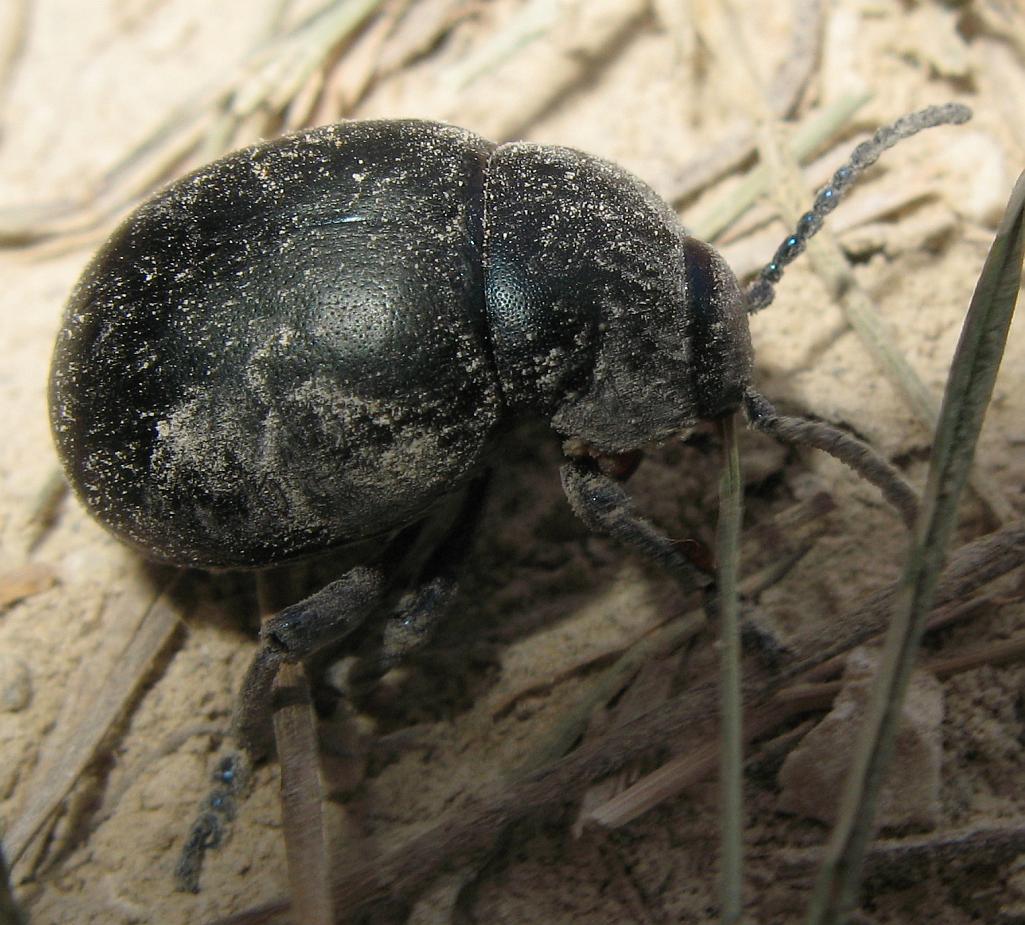 Timarcha nicaeensis, Chrysomelidae, femmina