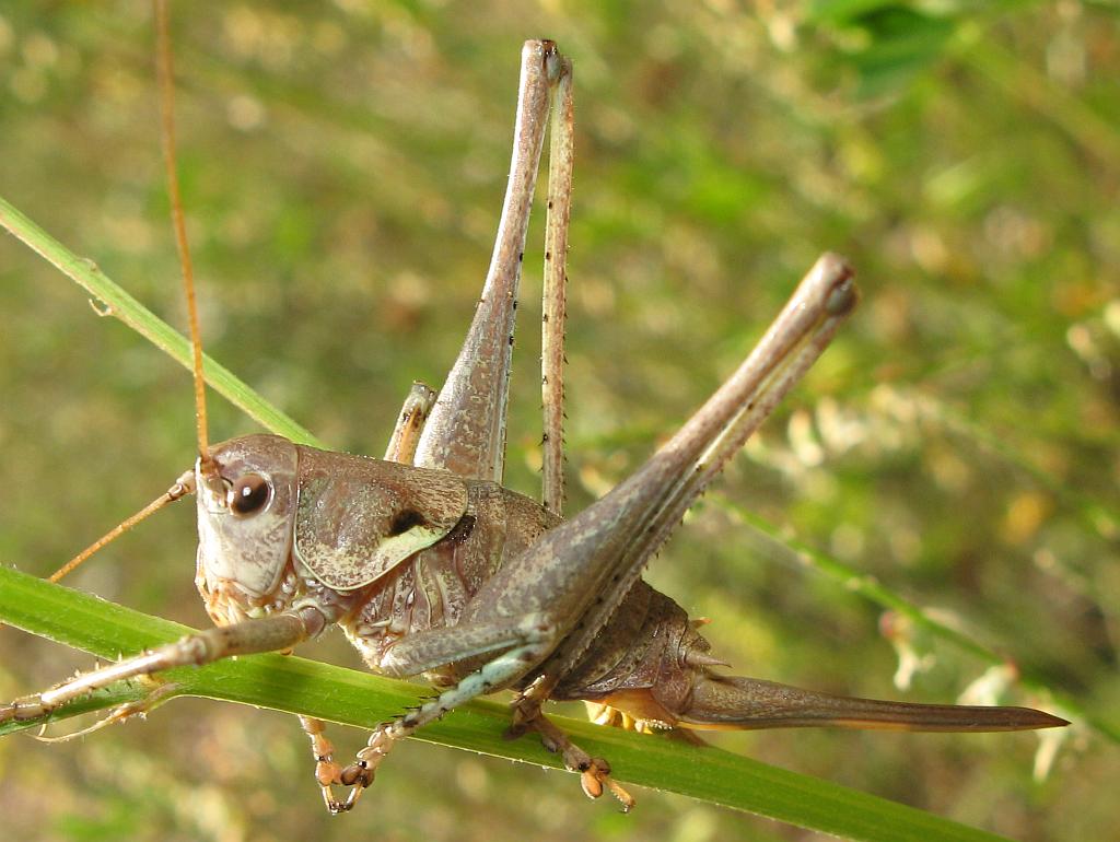 Pholidoptera griseoaptera?