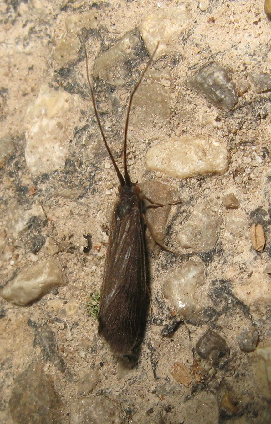 Tricottero (?) da Monaco