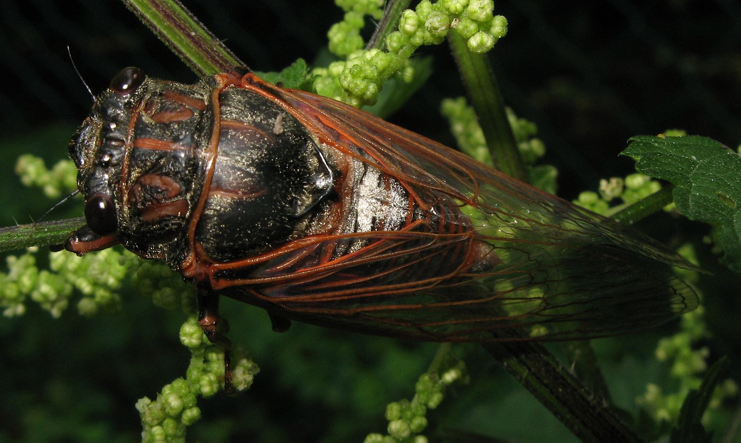 Tibicina haematodes