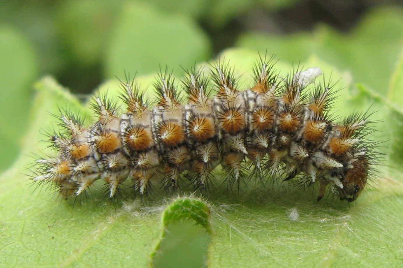 Bruco di ... ? Melitaea didyma