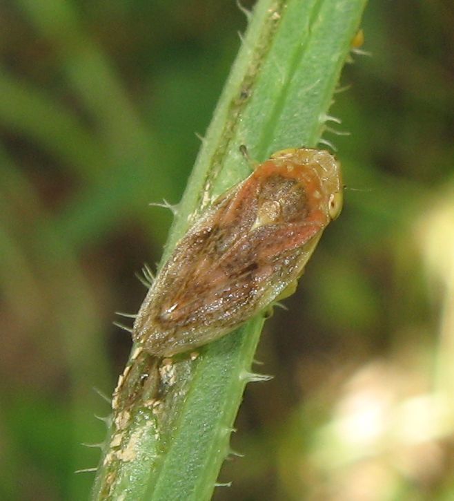 Macropsis sp. e  Philaenus spumarius