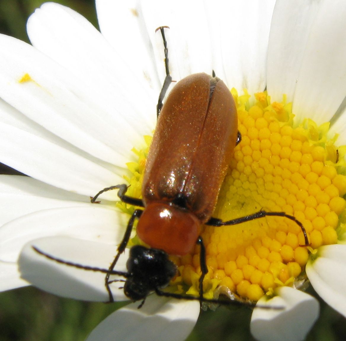 Cerambycidae?  No, Meloidae: Zonitis cfr. nana