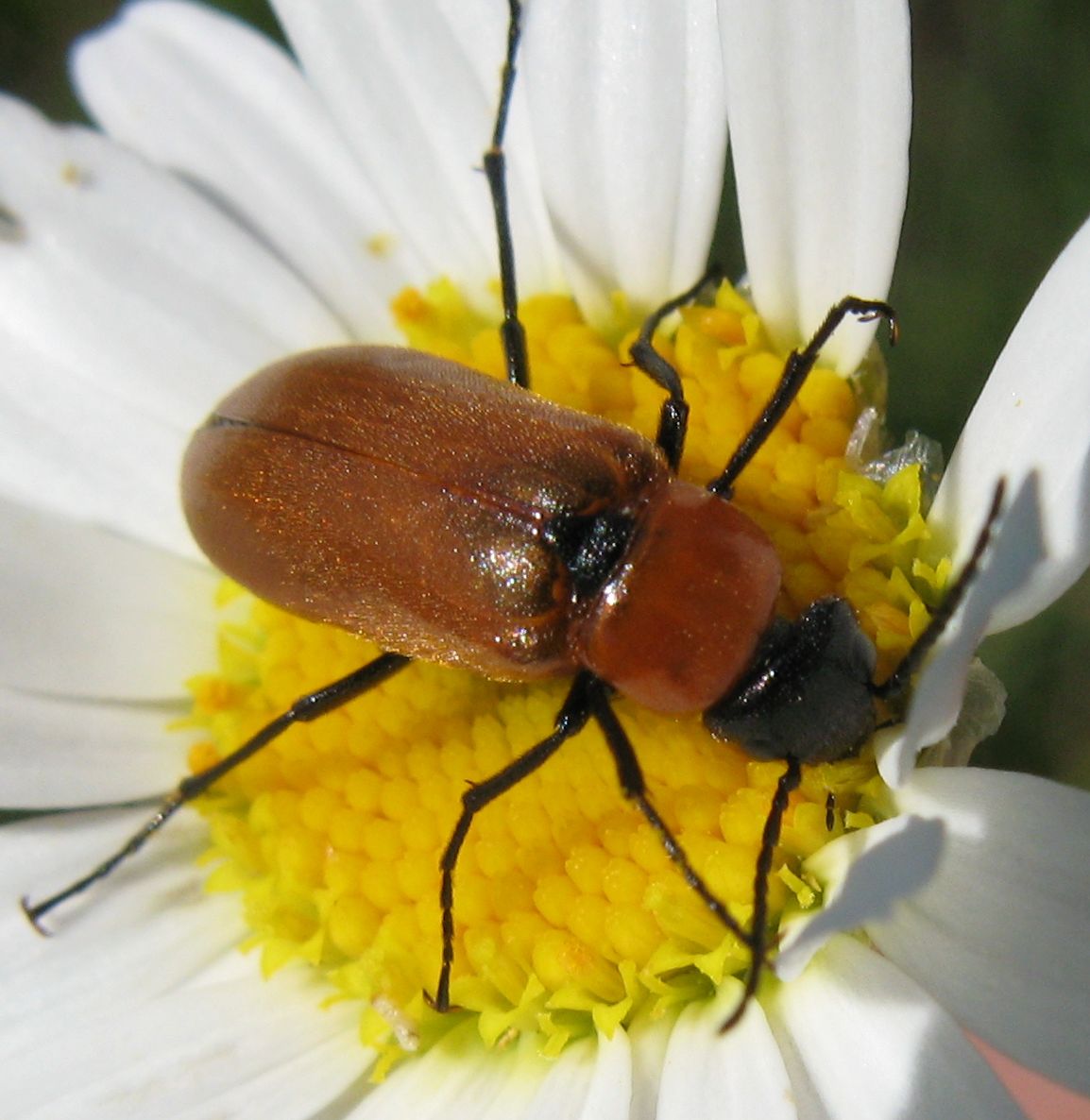 Cerambycidae?  No, Meloidae: Zonitis cfr. nana