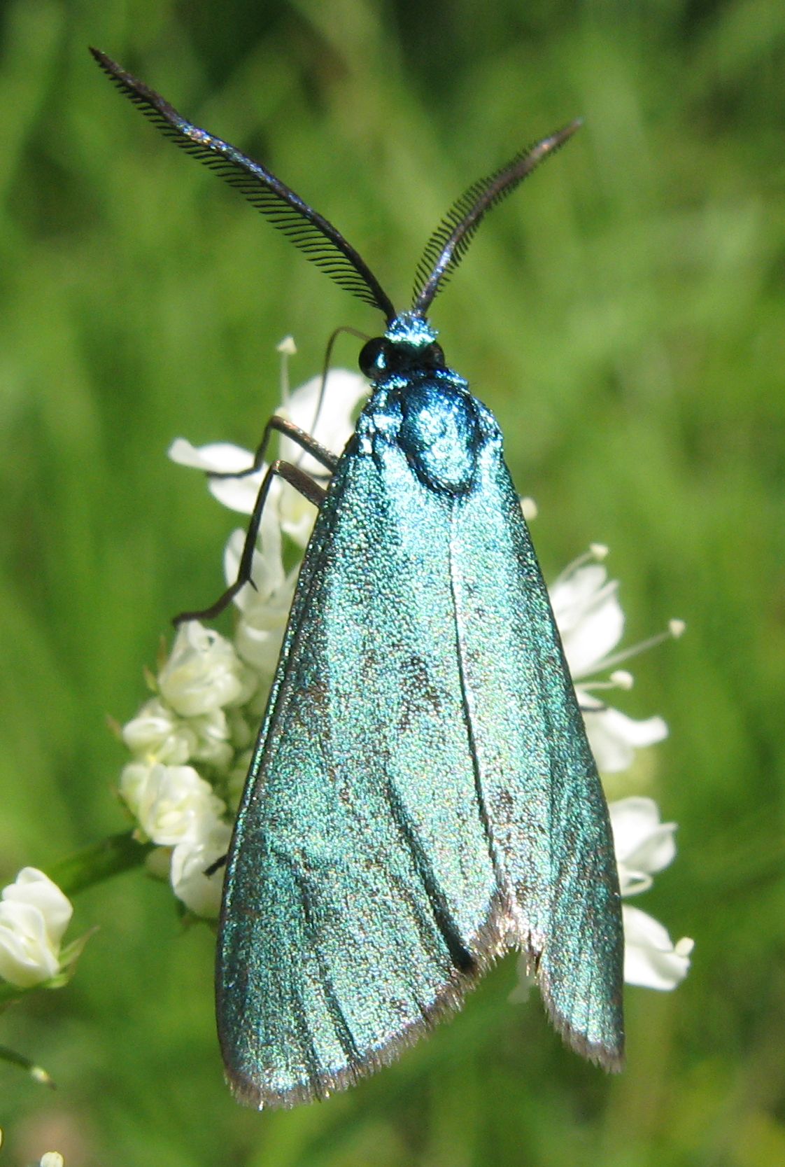 Jordanita globulariae ?