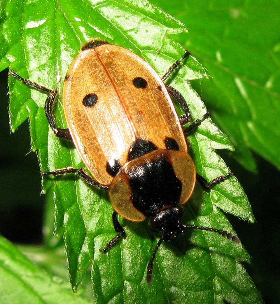 Dendroxena quadrimaculata, Silphidae