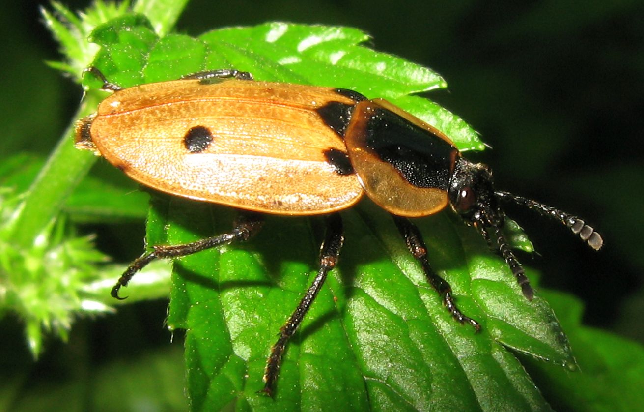 Dendroxena quadrimaculata, Silphidae