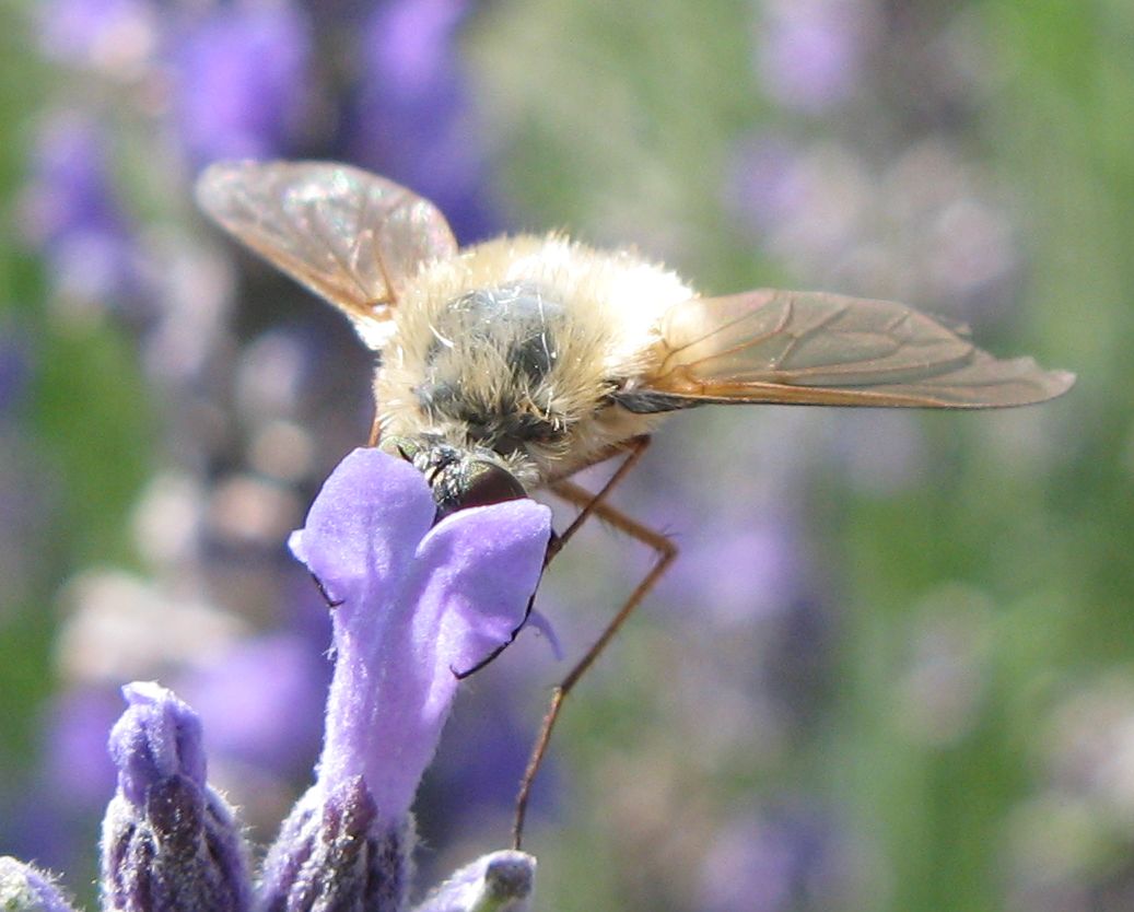 Bombylius minor ?