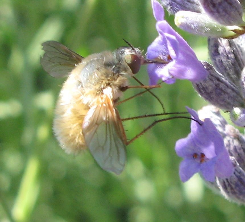 Bombylius minor ?