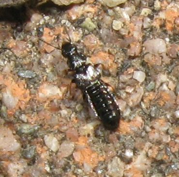 Staphylinidae: Anotylus sp. (cf.)
