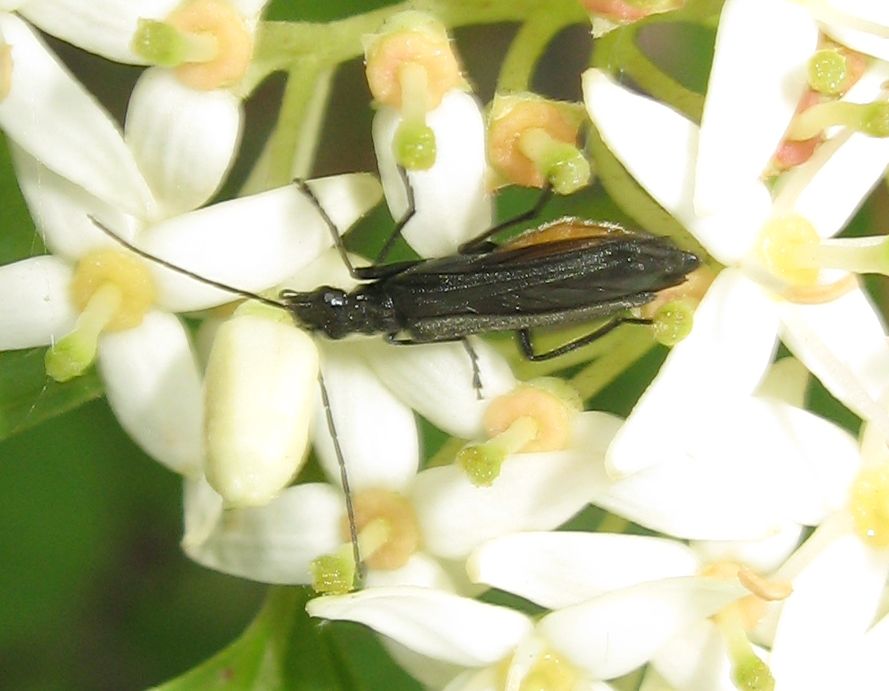 Oedemera atrata