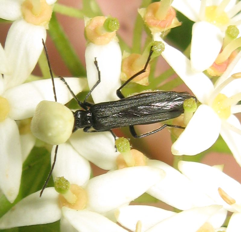 Oedemera atrata