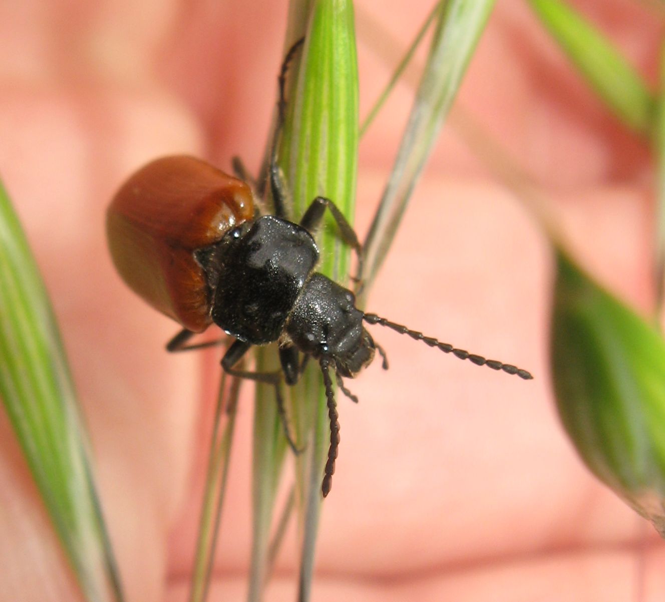 Omophlus sp.
