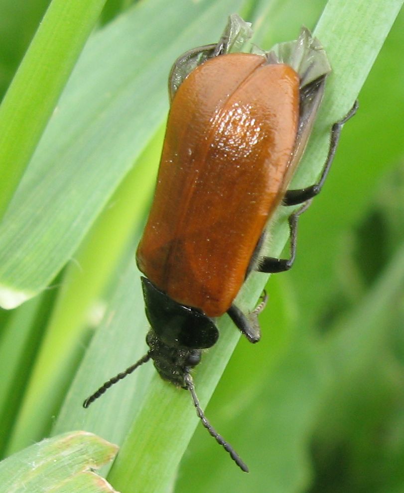Omophlus sp.