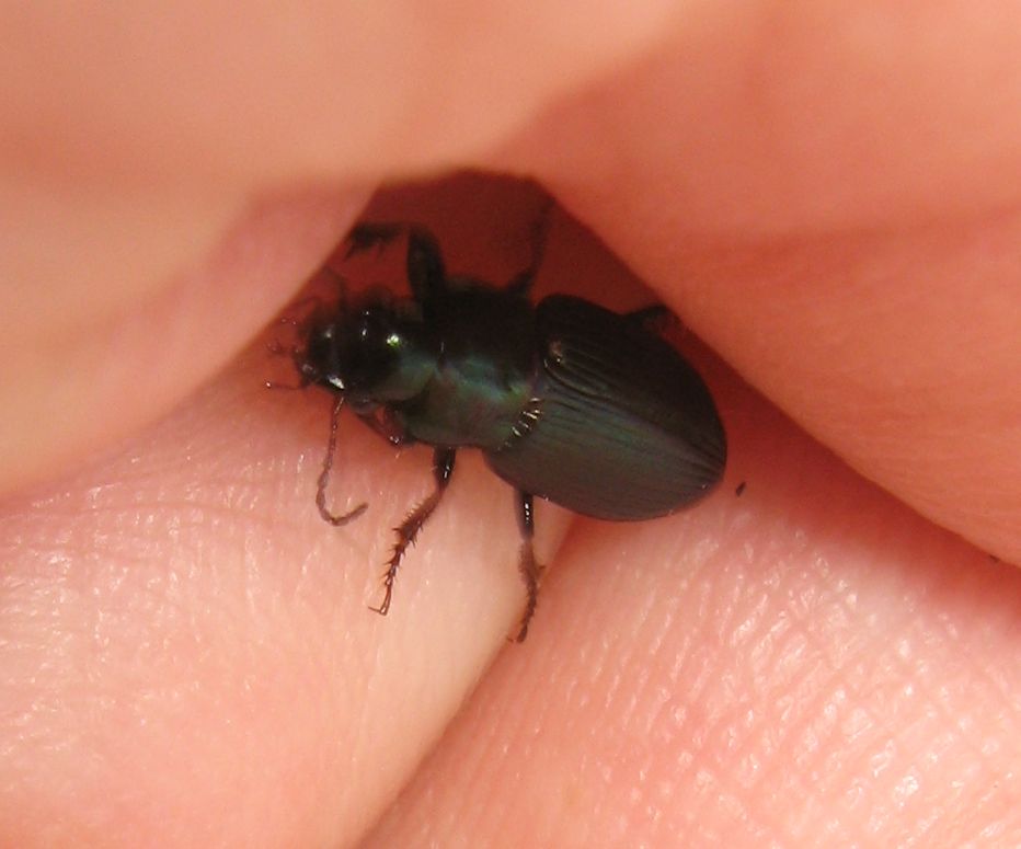 Altro Harpalus: H. oblitus