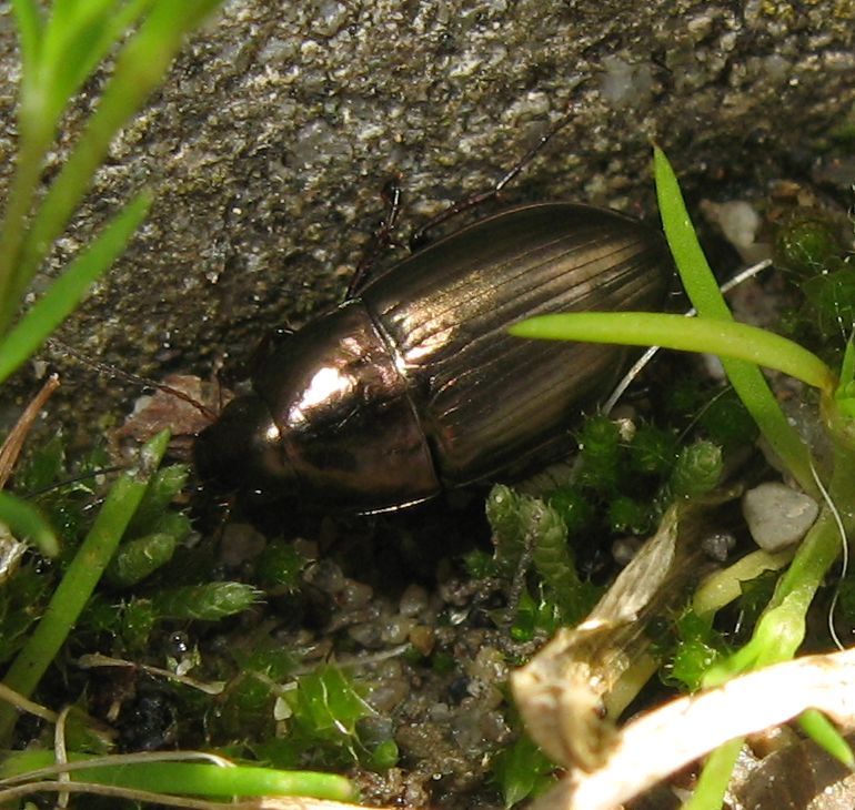Amara aenea