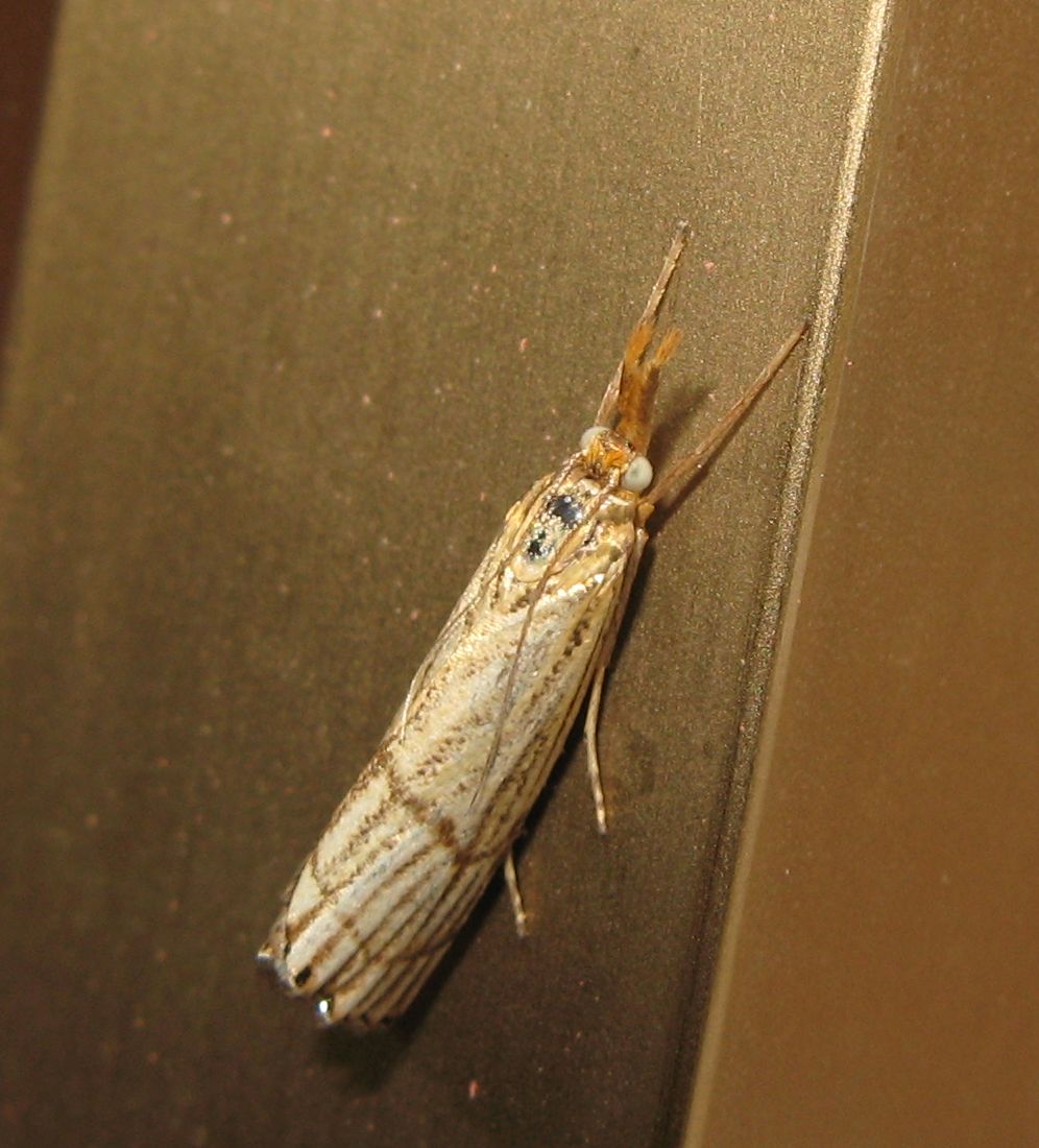 Chrysocrambus craterellus ?  No, Chrysocrambus linetella (= C. cassentiniellus)