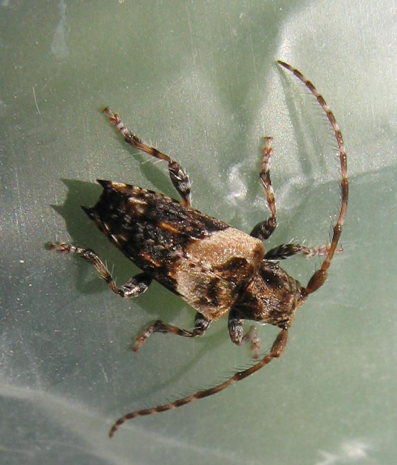 Pogonocherus hispidus