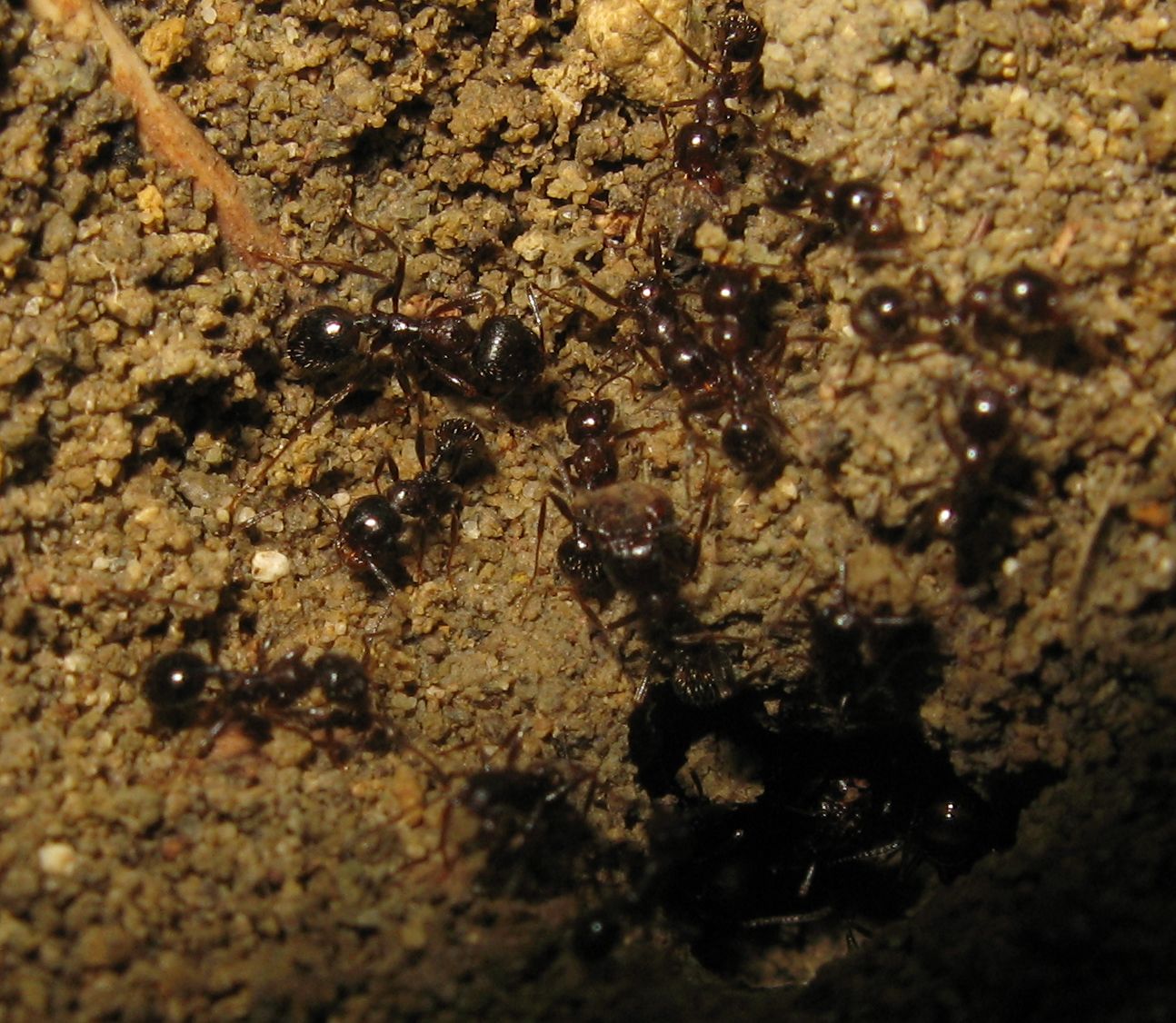 Messor structor, Formicidae