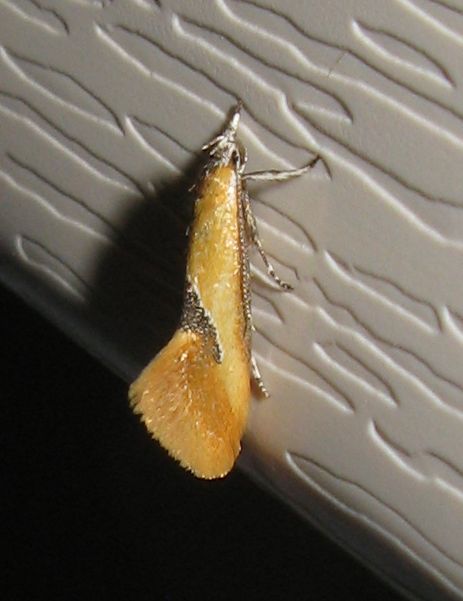 Batia lambdella o Batia lunaris? Batia cf. lambdella