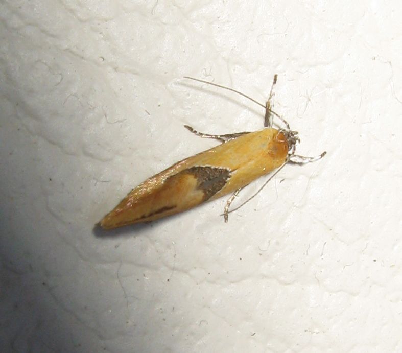 Batia lambdella o Batia lunaris? Batia cf. lambdella