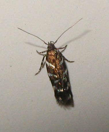 Eteobalea cfr. alypella (Cosmopterigidae)