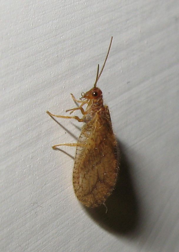 Micromus angulatus (Hemerobiidae)?  S !