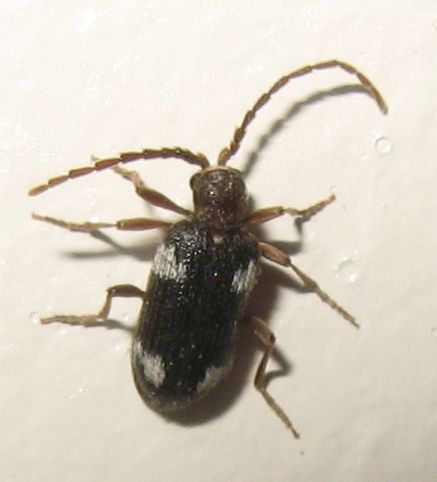 Coleottero casalingo. Ptinus sexpunctatus