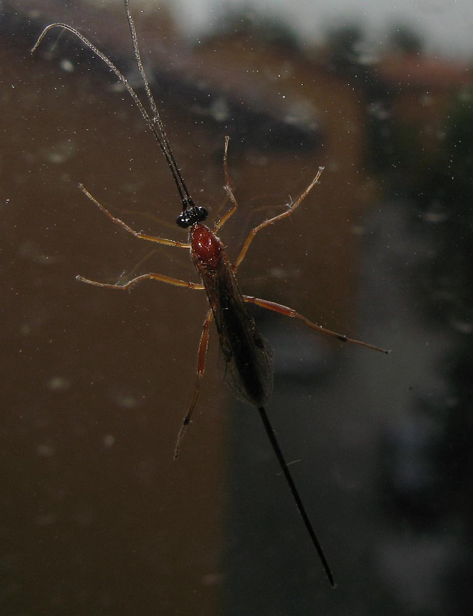 Id Imenottero, Ichneumonidae?