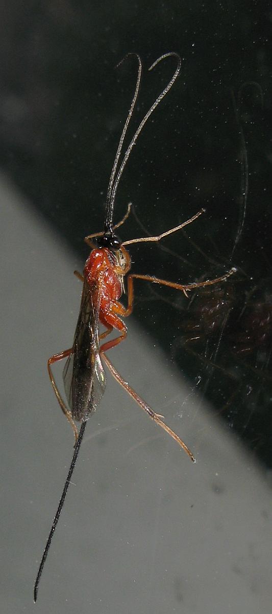 Id Imenottero, Ichneumonidae?