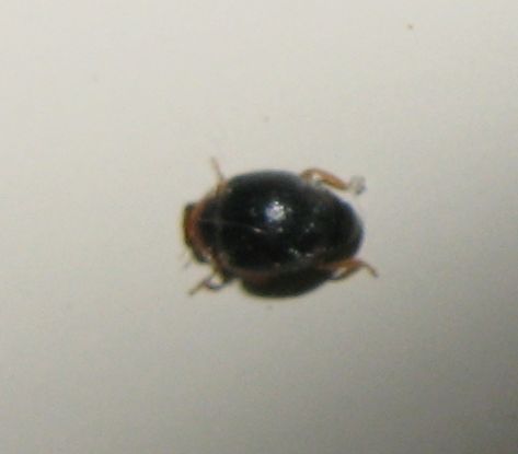 Coccinellidae: Scymnus cfr. auritus