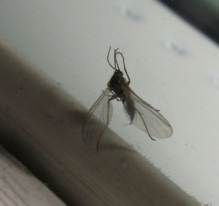 Sciaridae?