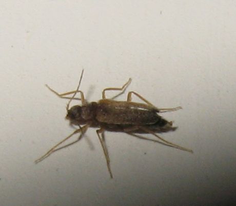 Thylodrias contractus, maschio, Dermestidae