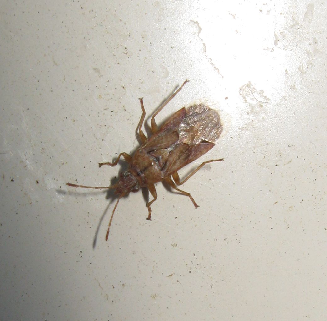 Lygaeidae:  Orsillus depressus