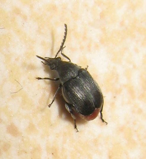 Bruchidius siliquastri, Bruchidae/Chrysomelidae