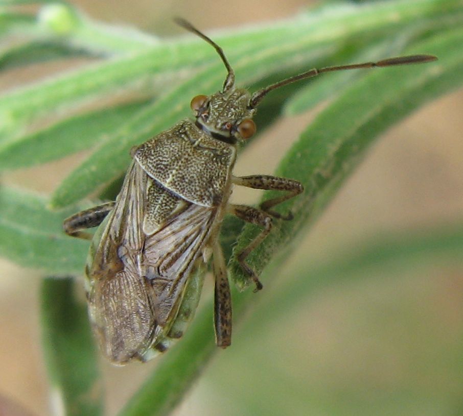 S.punctatonervosus o crassicornis? S. punctatonervosus