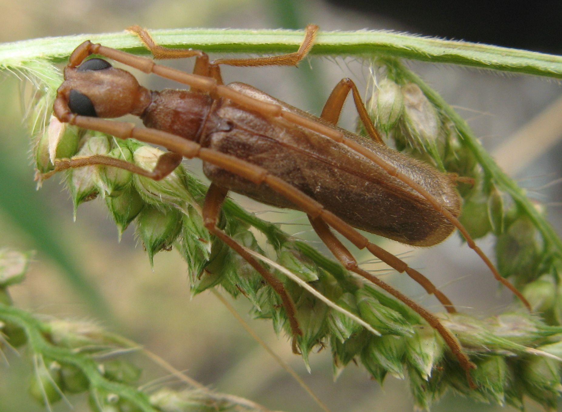 Vesperus luridus