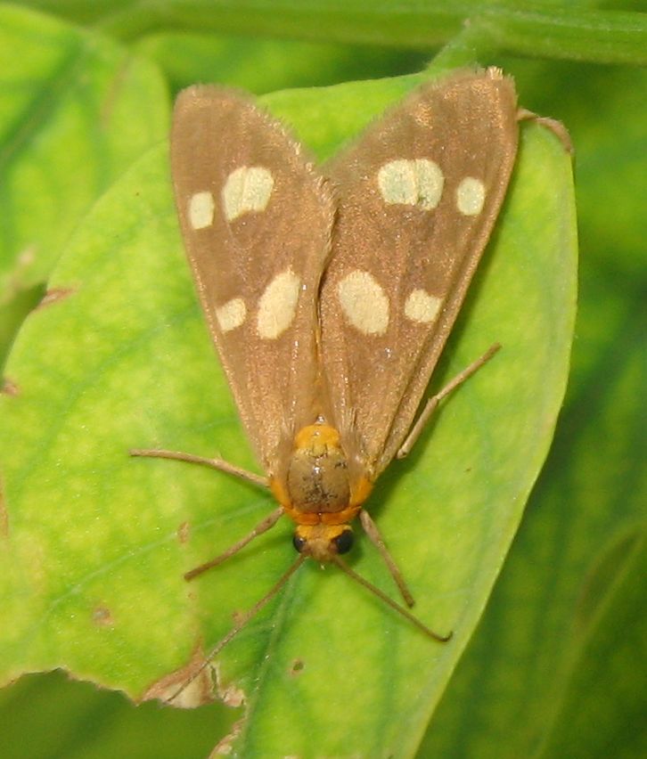 Lepidottero da identificare