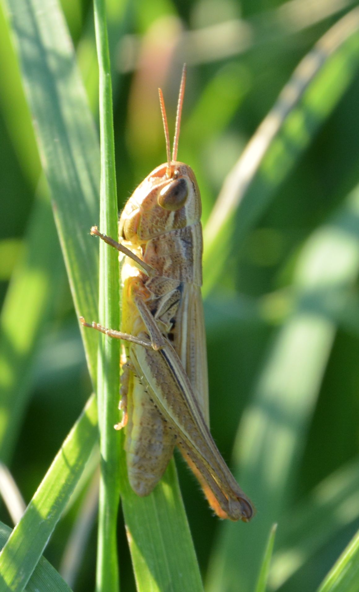 Euchorthippus declivus, femmina