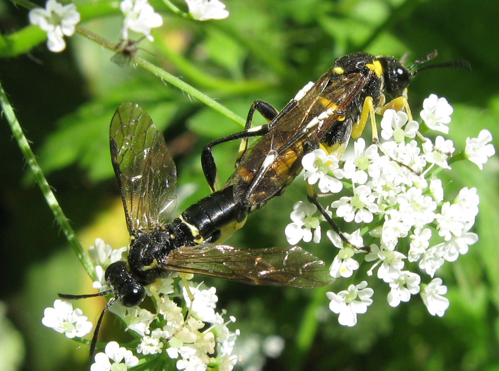 Coppia di Macrophya montana, Tenthredinidae