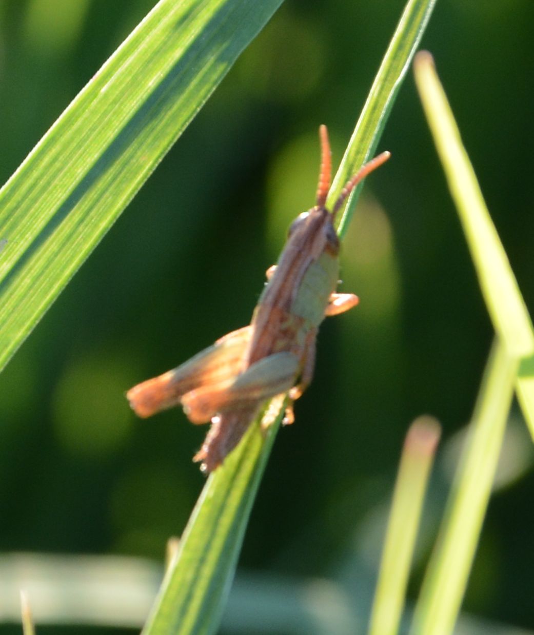 Euchorthippus declivus, femmina