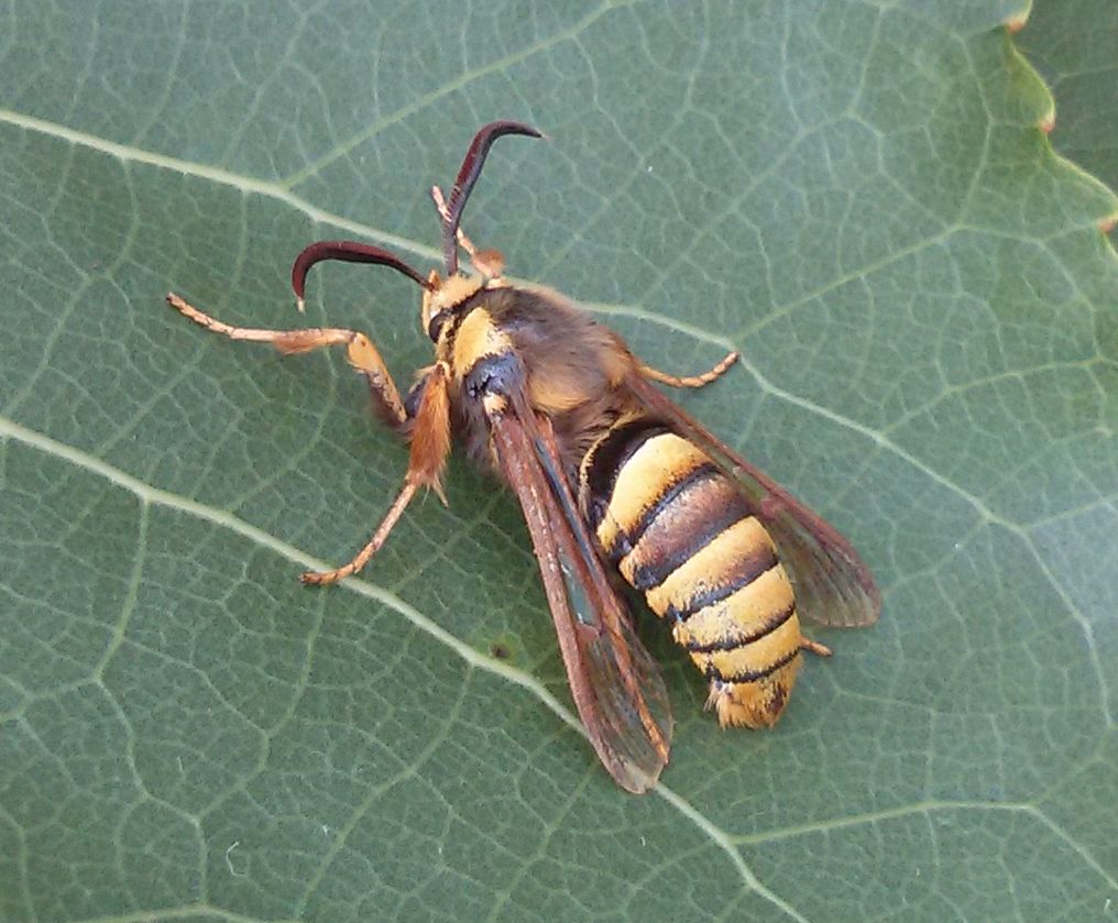 Sesiidae da identificare - Sesia apiformis